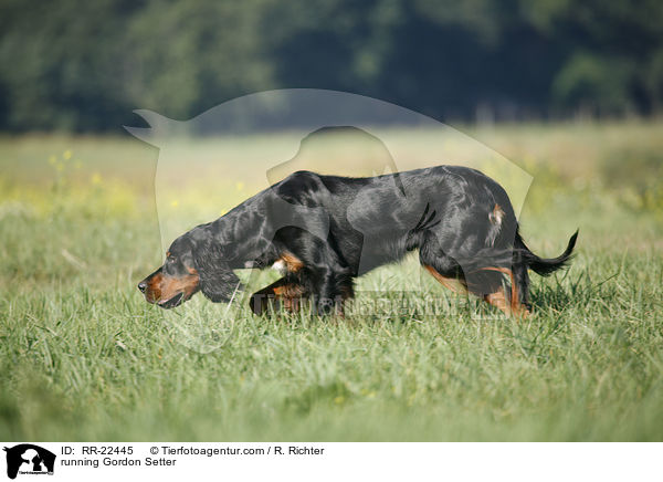 running Gordon Setter / RR-22445
