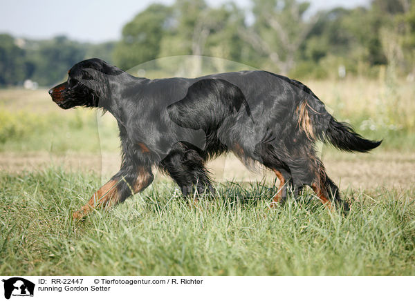 running Gordon Setter / RR-22447