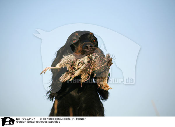 Gordon Setter retrieves partridge / RR-22497