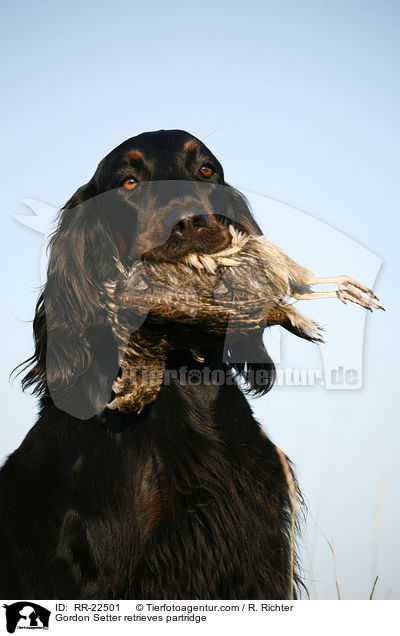 Gordon Setter retrieves partridge / RR-22501