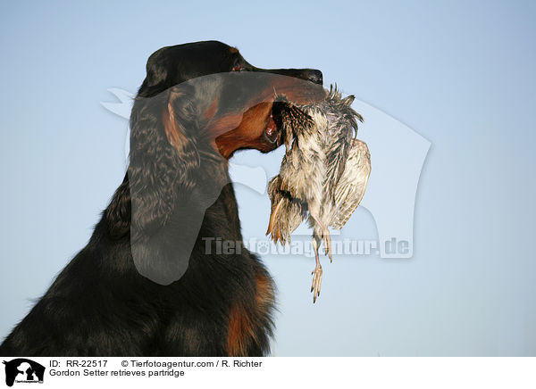 Gordon Setter retrieves partridge / RR-22517
