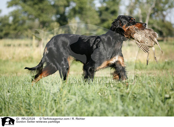 Gordon Setter retrieves partridge / RR-22528