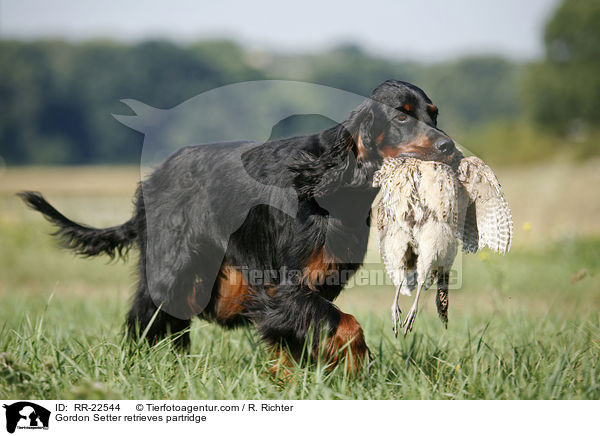 Gordon Setter retrieves partridge / RR-22544