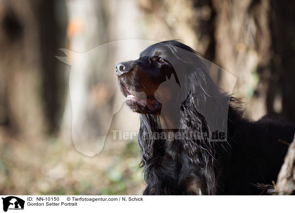Gordon Setter Portrait / Gordon Setter Portrait / NN-10150