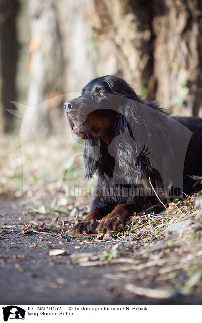 liegender Gordon Setter / lying Gordon Setter / NN-10152