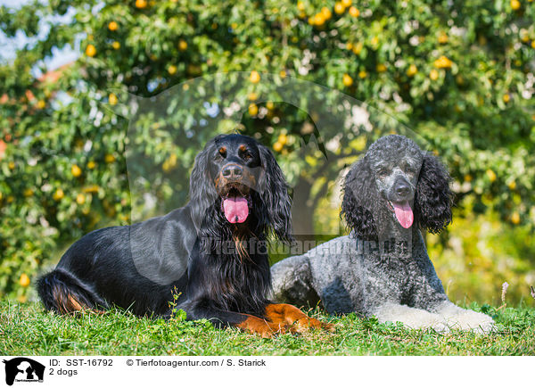2 dogs / SST-16792