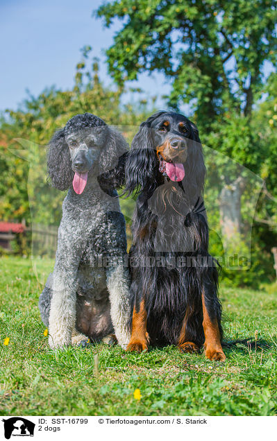 2 dogs / SST-16799