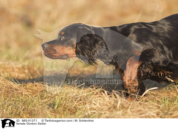Gordon Setter Hndin / female Gordon Setter / MIS-01371