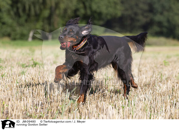rennender Gordon Setter / running Gordon Setter / JM-09480