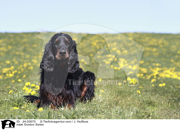 Gordon Setter Rde / male Gordon Setter / JH-30670