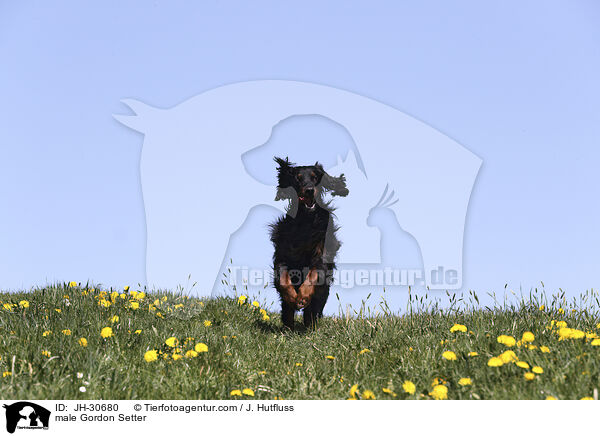 Gordon Setter Rde / male Gordon Setter / JH-30680