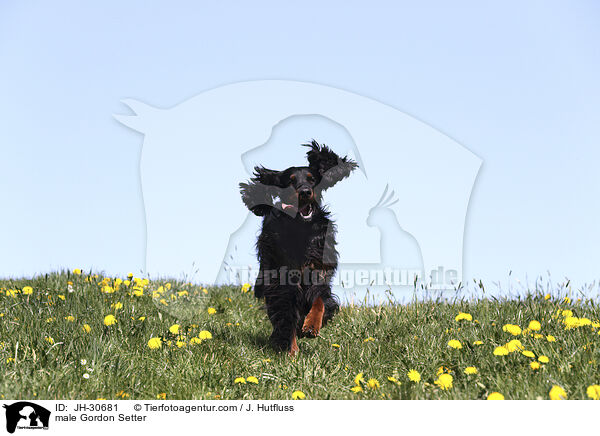 Gordon Setter Rde / male Gordon Setter / JH-30681