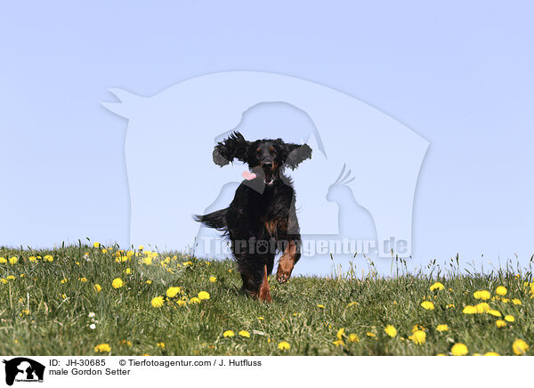 Gordon Setter Rde / male Gordon Setter / JH-30685