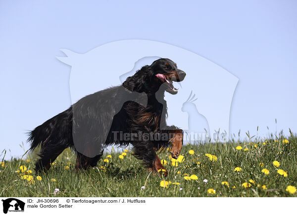 Gordon Setter Rde / male Gordon Setter / JH-30696