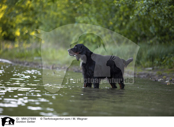 Gordon Setter / Gordon Setter / MW-27699