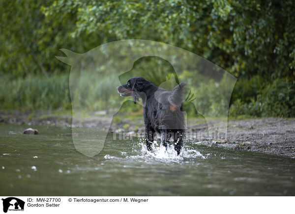 Gordon Setter / Gordon Setter / MW-27700