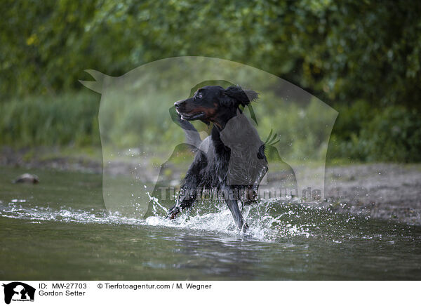 Gordon Setter / Gordon Setter / MW-27703