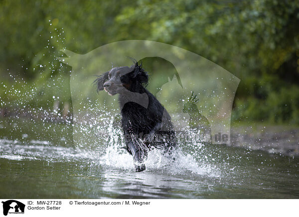 Gordon Setter / Gordon Setter / MW-27728