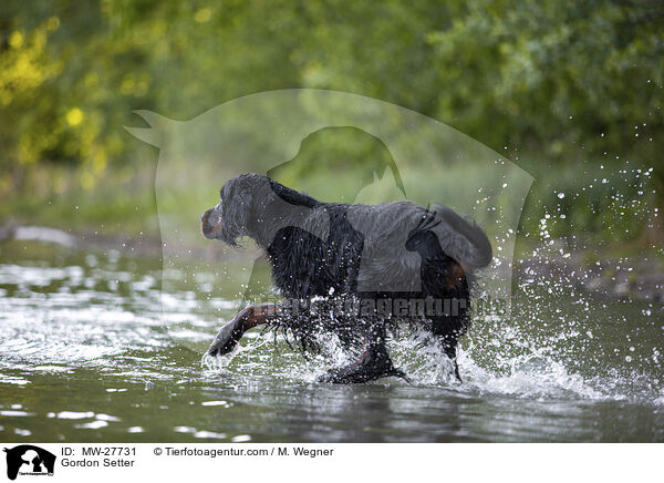 Gordon Setter / Gordon Setter / MW-27731