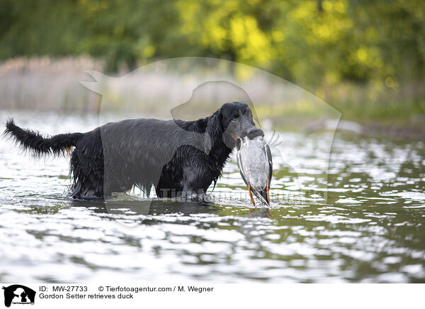 Gordon Setter retrieves duck / MW-27733