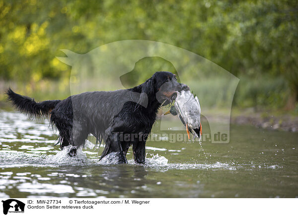 Gordon Setter retrieves duck / MW-27734