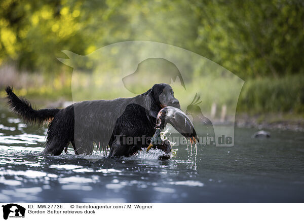 Gordon Setter retrieves duck / MW-27736