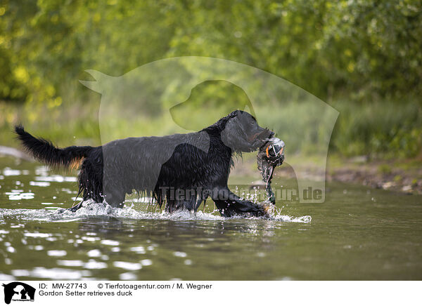 Gordon Setter retrieves duck / MW-27743