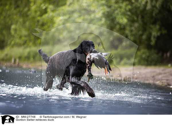 Gordon Setter apportiert Ente / Gordon Setter retrieves duck / MW-27748
