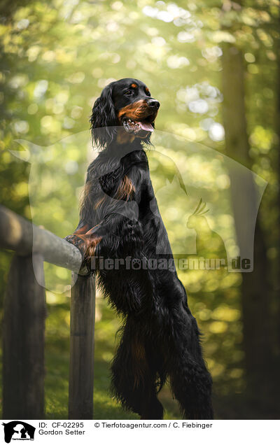 Gordon Setter / Gordon Setter / CF-02295