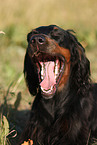 yawning Gordon Setter
