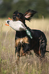 Gordon Setter retrieves dummy