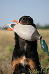 Gordon Setter retrieves dummy