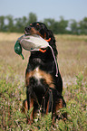 Gordon Setter retrieves dummy