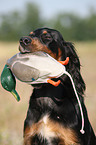 Gordon Setter retrieves dummy
