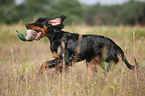 Gordon Setter retrieves dummy