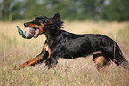 Gordon Setter retrieves dummy