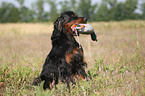 Gordon Setter retrieves dummy