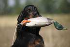 Gordon Setter retrieves dummy