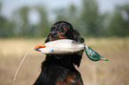 Gordon Setter retrieves dummy