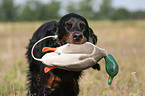 Gordon Setter retrieves dummy