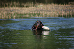 Gordon Setter retrieves dummy
