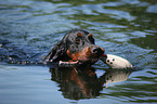 Gordon Setter retrieves dummy