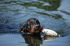 Gordon Setter retrieves dummy