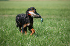 Gordon Setter retrieves dummy