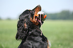 Gordon Setter retrieves dummy