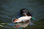 Gordon Setter retrieves dummy