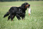Gordon Setter retrieves dummy