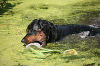 Gordon Setter retrieves dummy