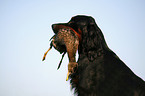 Gordon Setter retrieves duck