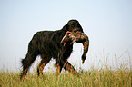 Gordon Setter retrieves duck